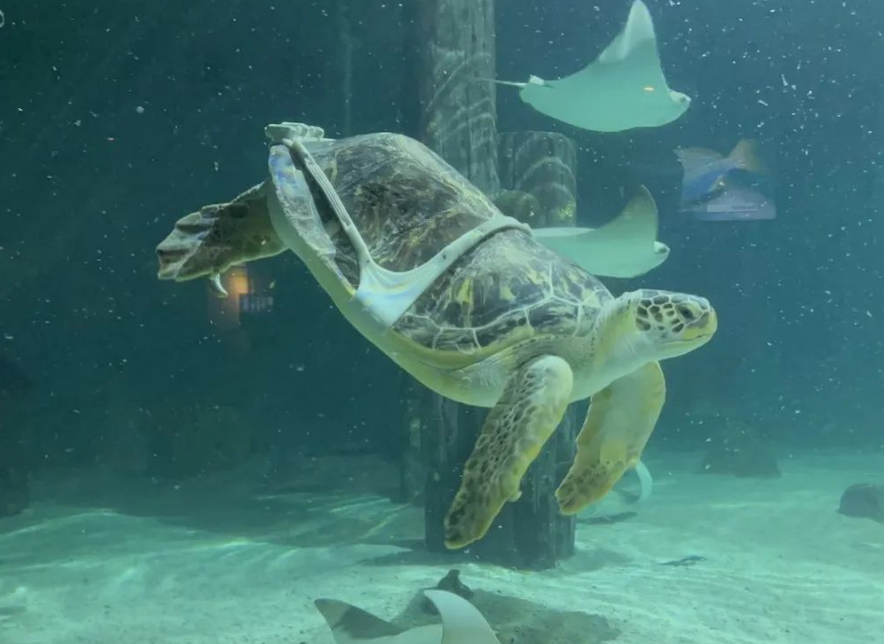 一只名叫夏洛特的海龟借助3D打印背带再次获得游泳能力 image