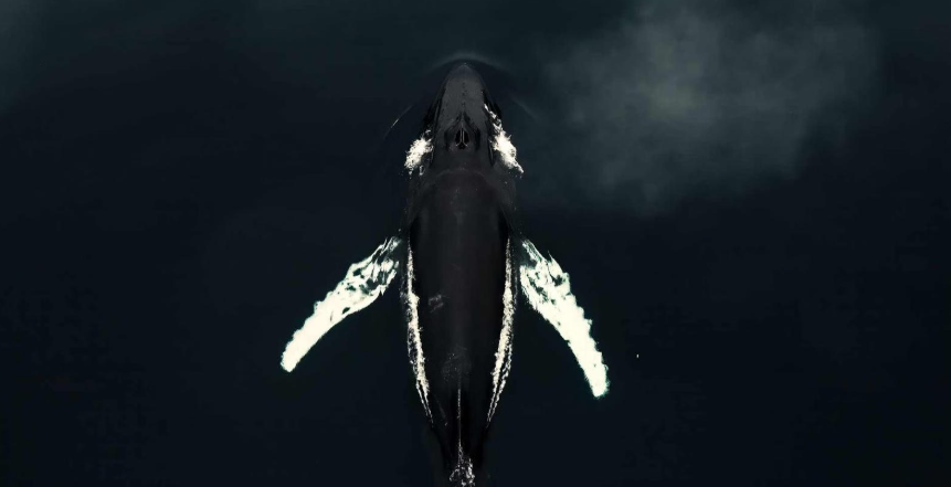 动物保护组织与Tandem Ventures合作开发3D打印鲸鱼测量设备WHASER